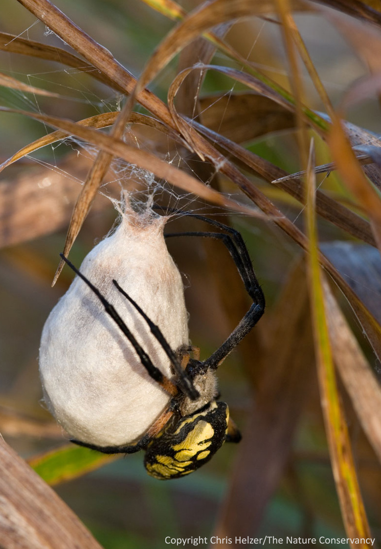tarantula egg sac