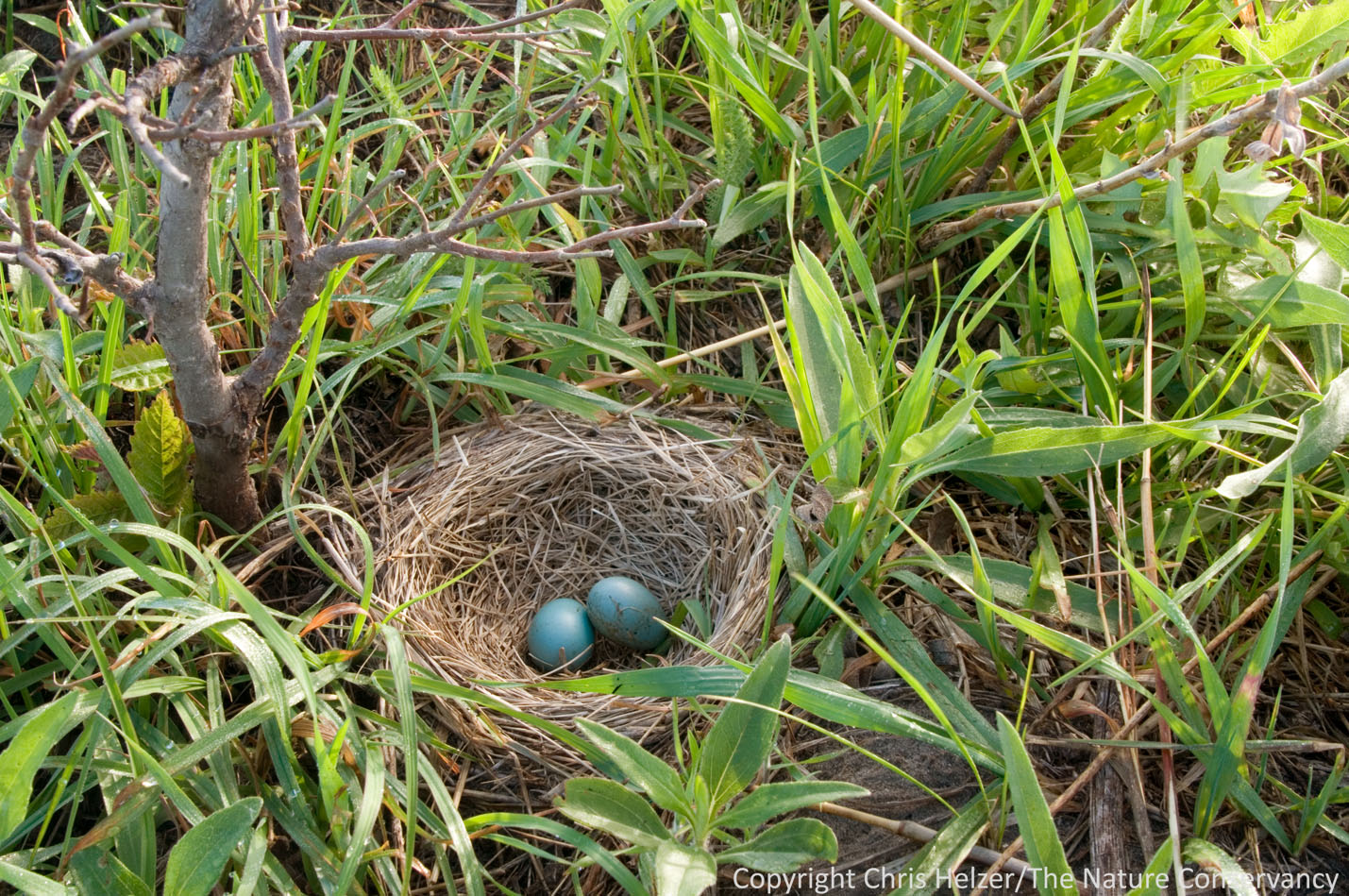 ground nest | The Prairie Ecologist