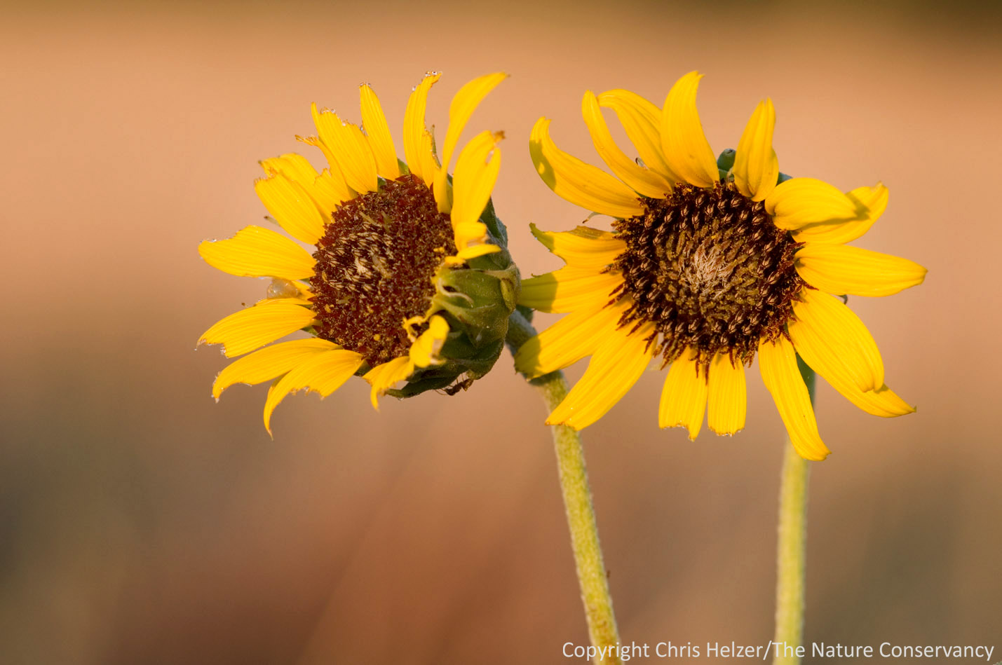 Sunflower Party Time   The Prairie Ecologist