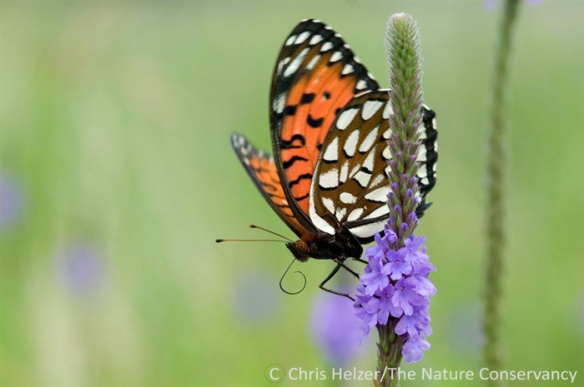 It was valuable to look at our prairies through the eyes of regal fritillary butterflies.  We gained a greater appreciation for the importance of "weedy" plants such as the hoary vervain shown here.  We also saw how well our restored prairies complement our remnants.