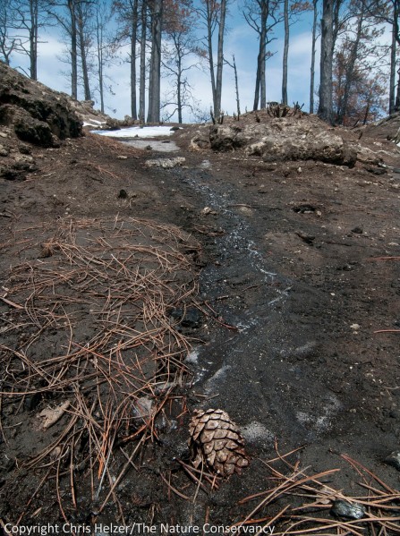 A rivulet of water runs out of melting snow.