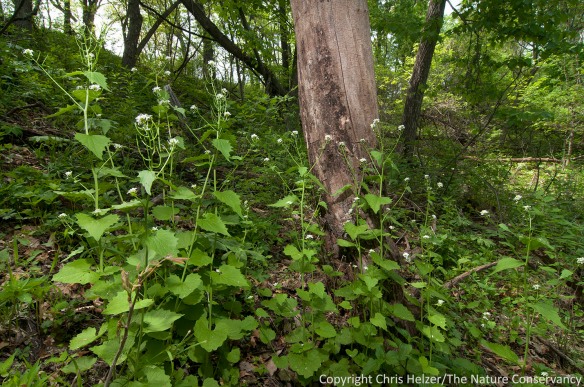 Small patches of garlic mustard such as this one might eventually be eliminated by hand-pulling.  