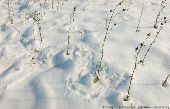 Both small mammals and birds are foraging around these annual sunflowers in the snow.  (2009 photo)