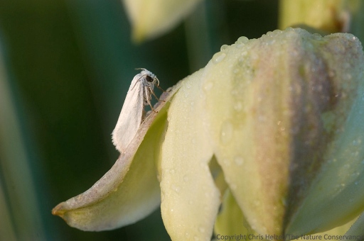 The relationship between the yucca moth and yucca plant is one of the most fascinating in nature.