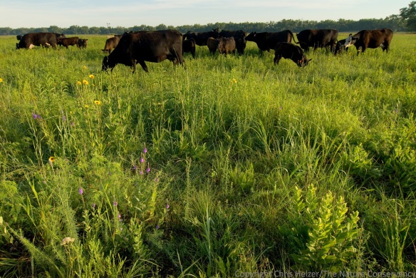 This photo is very aesthetically pleasing to me.  I like the patchiness of the habitat, the floristic diversity, and the presence of grazers showing that the prairie is changing at the moment the photo was taken.  However, some people will recoil at the site of cattle in a prairie, while others will see an undergrazed prairie full of weeds.