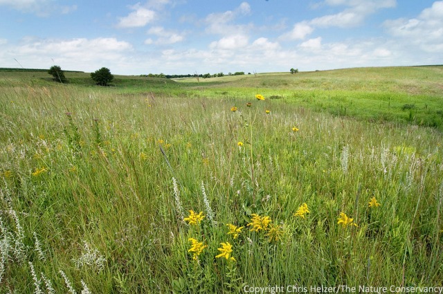 This is one of the more diverse portions of our prairie - a part that was never plowed.  It still has plants such as leadplant, stiff sunflower, and many others.