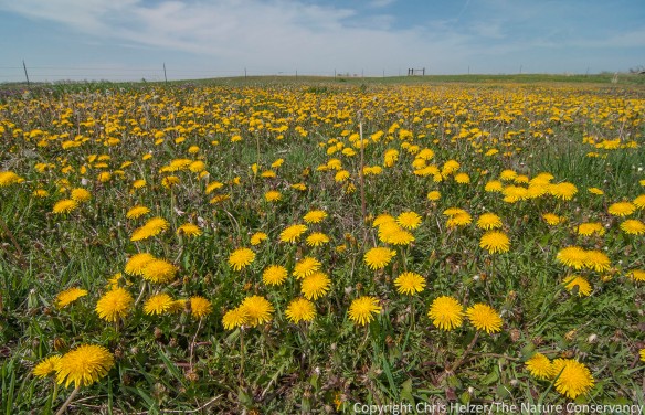 Dandelions are a species we just live with.  They're great for early season pollinators, and aren't aggressive - they just fill space when the perennial plant community is weakened (as they are doing here in the lot around our shop buildings).