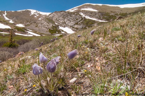 Pasqueflower (Pulsatella patens) at 11,500 feet in the Mount Evans Wilderness south of Idaho Springs, Colorado.