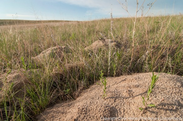 Pocket gophers play a huge role in the ecology of the prairies at the Niobrara Valley Preserve.  Researchers have found that nearly 1/5 of the prairies are turned impacted by gopher mounds in some years.