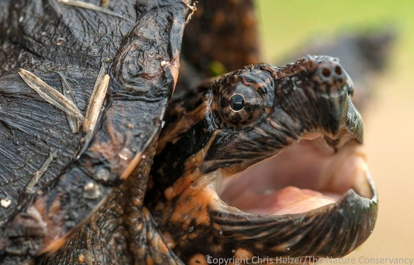 A small snapping turtle.  The Nature Conservancy's Platte River Prairies.
