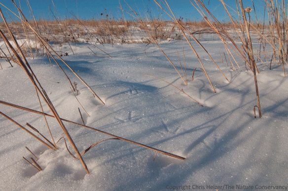 Tracks from a covey of quail (Northern bobwhite) running around on the snow in our Platte River Prairies.