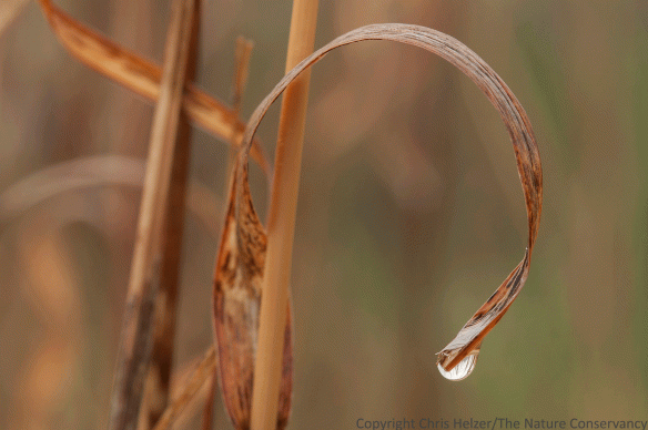 Water droplet at the tip of a grass leaf.