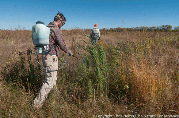 Invasive species control is a critically important part of land management, both on restored and remnant sites.