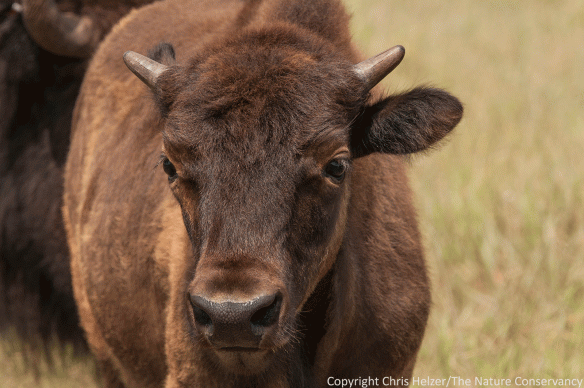 Bison calves are growing fast. Their coats have darkened to match the adults, and their horns are starting to look like more than just little bumps.
