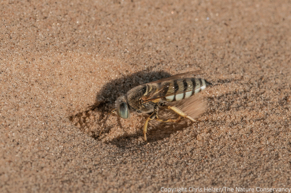 Here's the same wasp as above as it digs sand out of its burrow.
