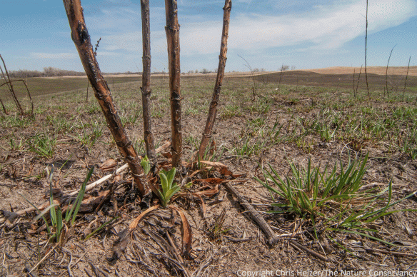 Prairie plants emerging from the ground following a prescribed fire. The Nature Conservancy's Platte River Prairies.