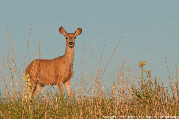 Mule deer in Cherry County, Nebraska.