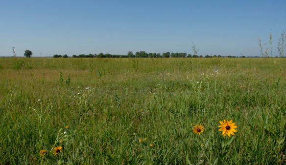 The small row of trees on the horizon may seem insignificant, but the removal of those trees would visually reconnect three chunks of prairie; potentially having pronounced effects on grassland bird nesting occurrences and brood rearing success. Photo by Eric Chien.