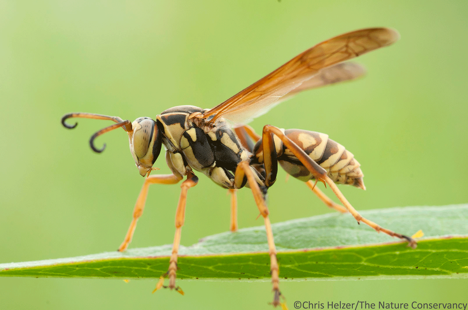Wasps! | The Prairie Ecologist